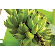 Выращивание банана