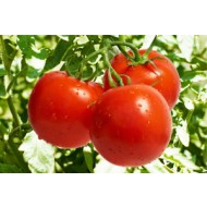 Болезни томатов, огурцов и перцев